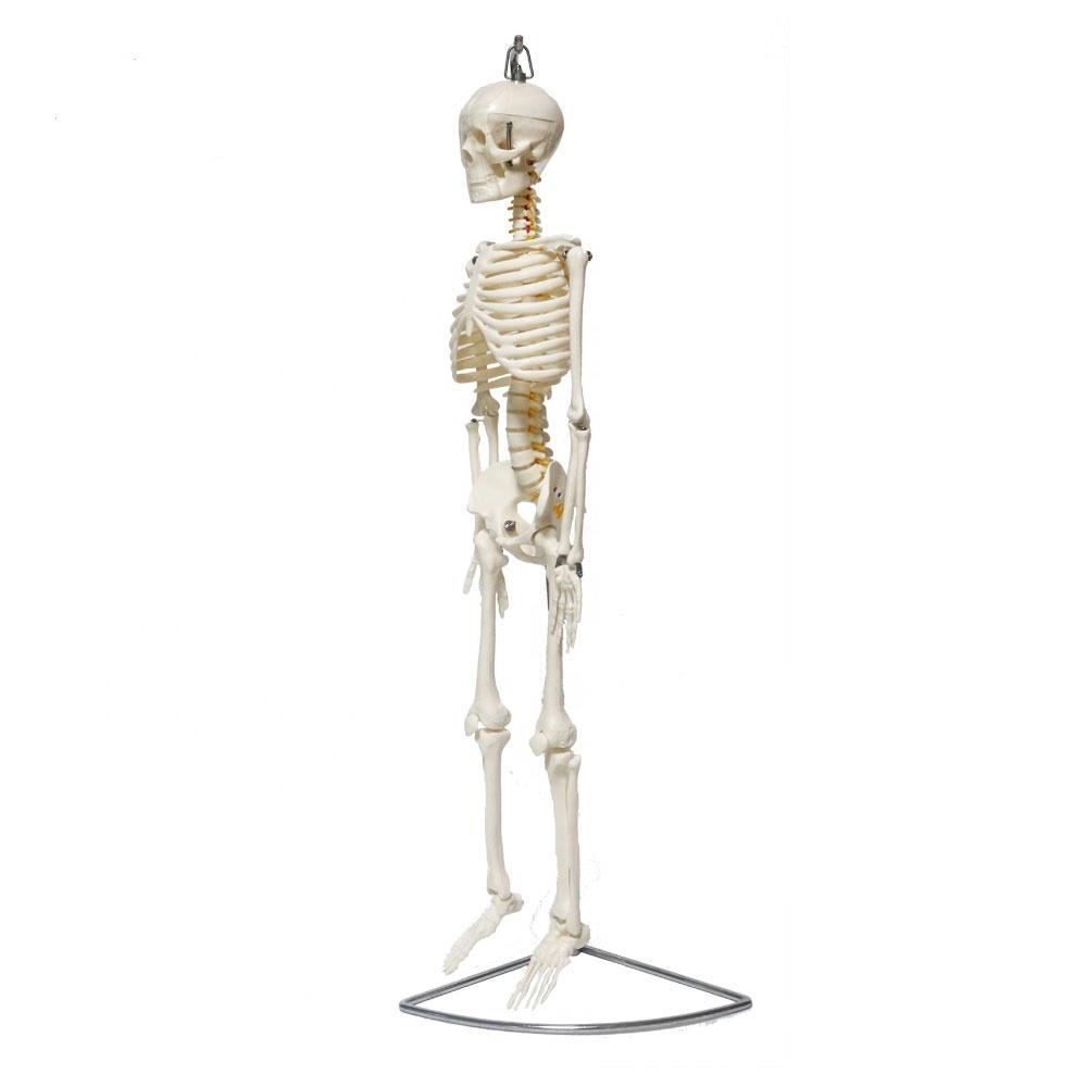 Tam İskelet Maketi 85 cm Model 6